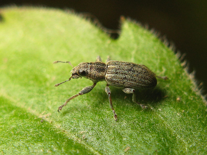 Curculionidae: Polydrusus cervinus ??  No,  Sitona cfr. sulcifrons